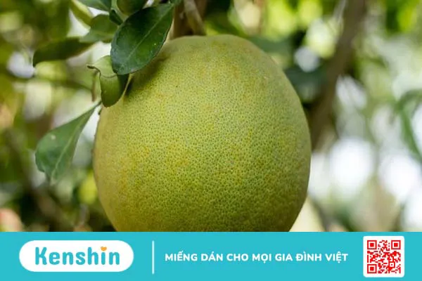 1 quả bưởi bao nhiêu calo? Ăn bưởi có giảm cân không và lưu ý khi ăn