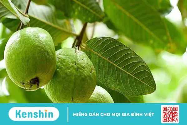 1 quả ổi bao nhiêu calo? Ăn ổi có giảm cân không cách ăn như thế nào?