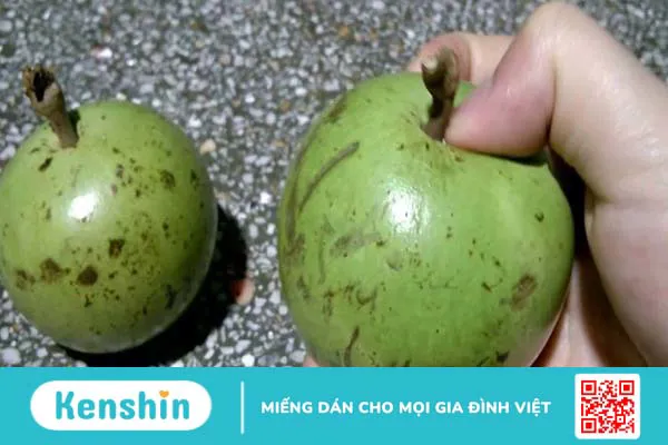 1 trái vú sữa bao nhiêu calo? Ăn vú sữa có mập không? Cách ăn giảm cân