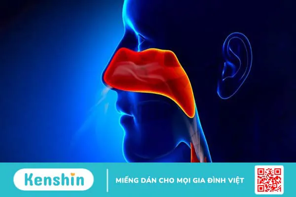 10 bệnh tai mũi họng thường gặp ở người lớn và trẻ em