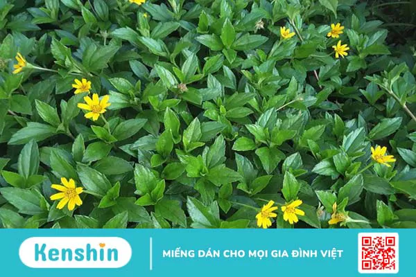 10 cách trị sỏi bàng quang dân gian hiệu quả, đơn giản tại nhà