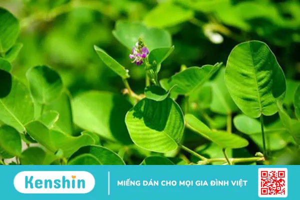 10 cách trị sỏi bàng quang dân gian hiệu quả, đơn giản tại nhà