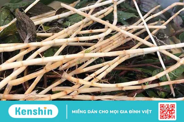 10 cách trị sỏi bàng quang dân gian hiệu quả, đơn giản tại nhà