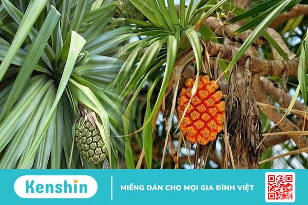 10 cách trị sỏi bàng quang dân gian hiệu quả, đơn giản tại nhà