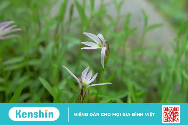 10 cách trị sỏi bàng quang dân gian hiệu quả, đơn giản tại nhà