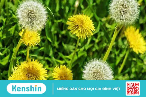 10 cách trị sỏi mật tại nhà đơn giản, hiệu quả bạn nên biết