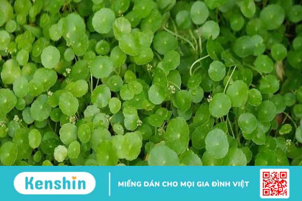 10 cách trị sỏi mật tại nhà đơn giản, hiệu quả bạn nên biết