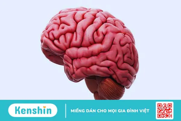 10 công dụng của thuốc bổ não bạn nên biết