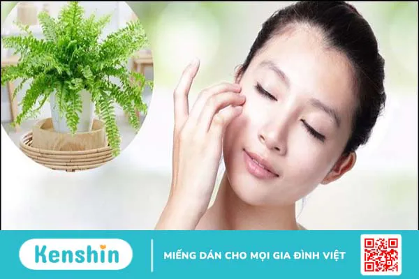 10 công dụng lá dương xỉ tốt cho sức khỏe của bạn