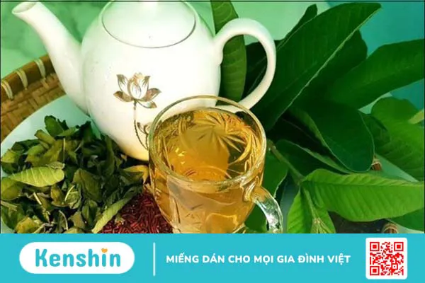 10 lợi ích của lá ổi trị bệnh tiểu đường và một số bài thuốc từ lá ổi