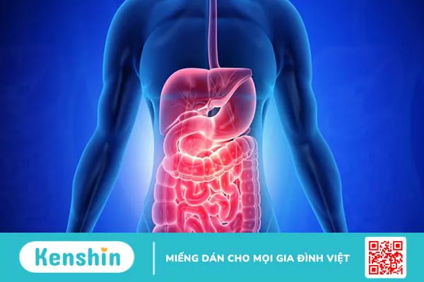 10 tác dụng của bạch đậu khấu bạn không nên bỏ qua