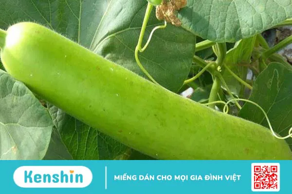 100g bầu bao nhiêu calo? Ăn bầu có giảm cân không? Cách ăn giảm cân