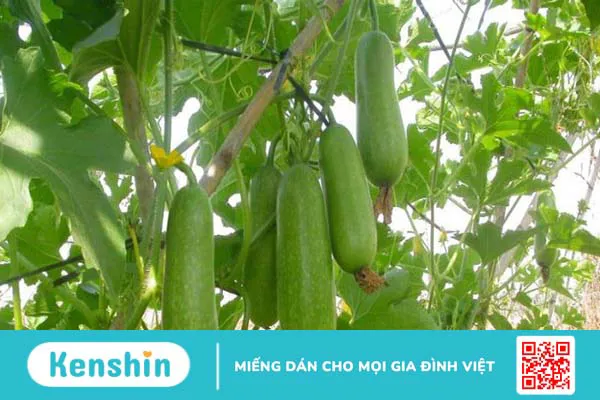 100g bầu bao nhiêu calo? Ăn bầu có giảm cân không? Cách ăn giảm cân