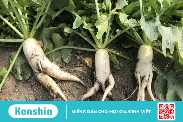 100g củ cải trắng bao nhiêu calo? Ăn có giảm cân không? Lưu ý khi ăn