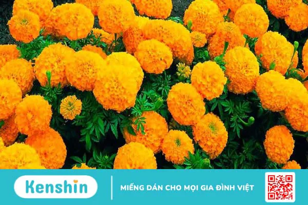 11 cách đuổi muỗi tự nhiên, an toàn, hiệu quả bạn nên biết