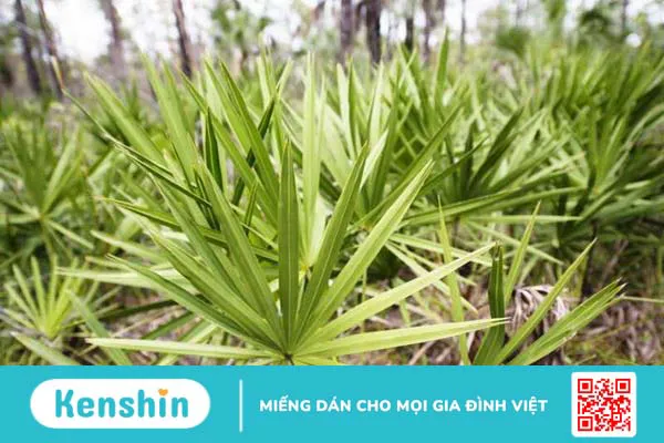 11 cách làm giảm phì đại tuyến tiền liệt tại nhà đơn giản, hiệu quả