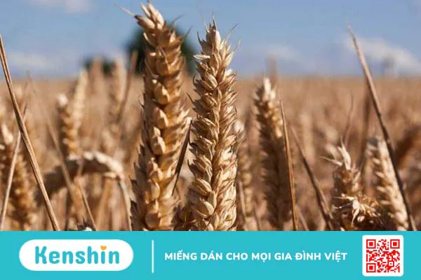 11 cách làm giảm phì đại tuyến tiền liệt tại nhà đơn giản, hiệu quả