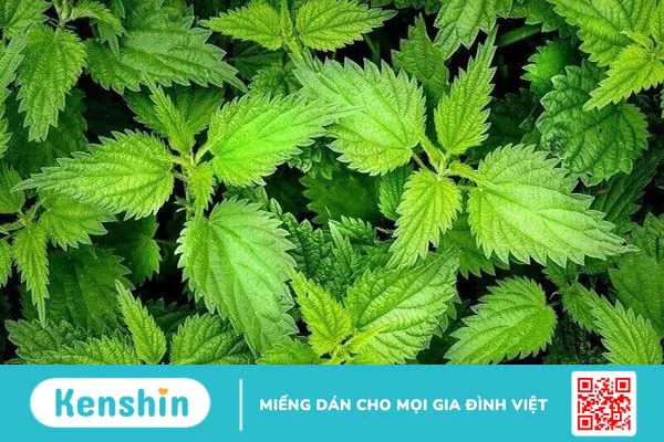 11 cách làm giảm phì đại tuyến tiền liệt tại nhà đơn giản, hiệu quả