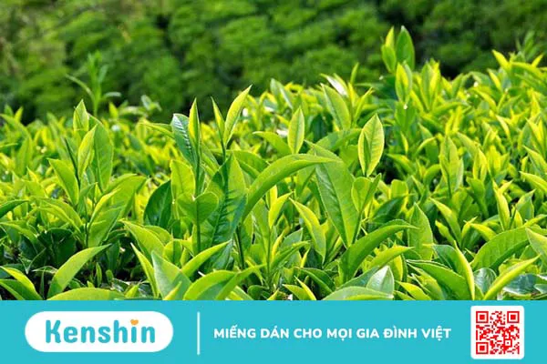 11 cách làm giảm phì đại tuyến tiền liệt tại nhà đơn giản, hiệu quả