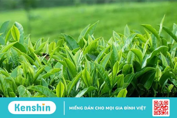 11 cách trị nấm vùng kín nữ tại nhà an toàn, hiệu quả bạn nên biết