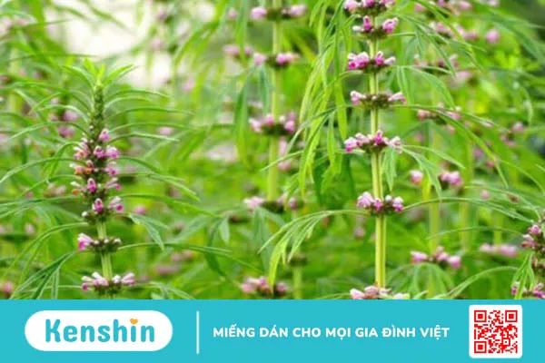 11 cách trị rong kinh tại nhà đơn giản, hiệu quả