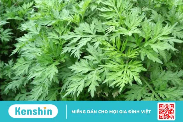 11 cách trị rong kinh tại nhà đơn giản, hiệu quả