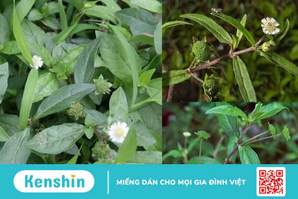 11 cách trị rong kinh tại nhà đơn giản, hiệu quả