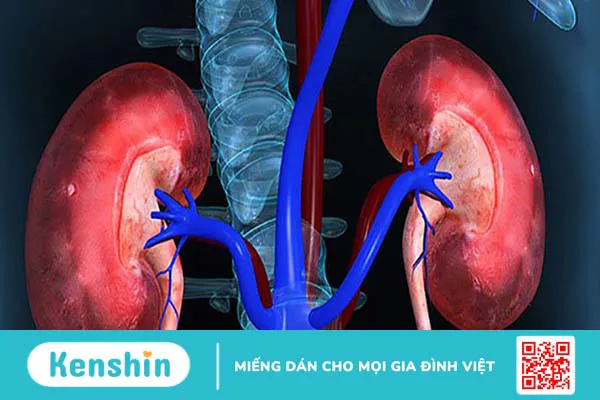 11 công dụng của củ cải trắng có thể bạn chưa biết