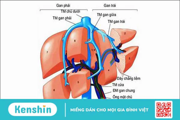 11 nguyên nhân suy gan cấp bạn không nên bỏ qua