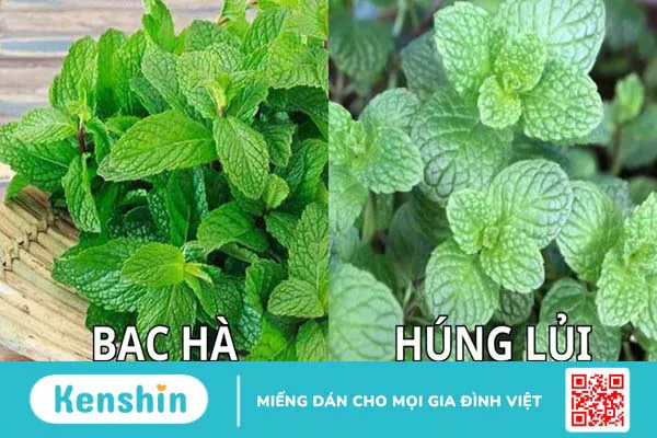 11 tác dụng của bạc hà trong làm đẹp bạn không nên bỏ qua