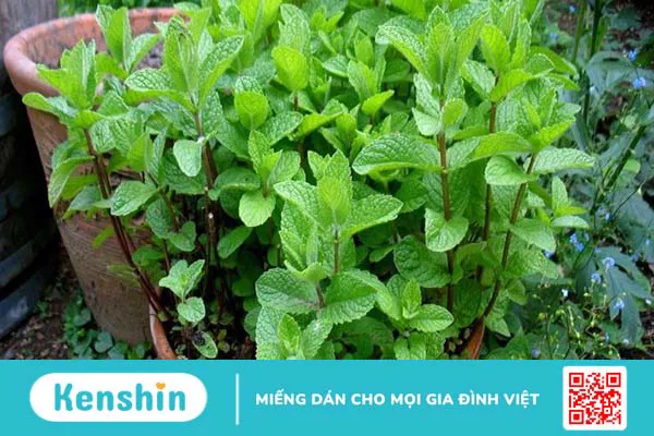 11 tác dụng của bạc hà trong làm đẹp bạn không nên bỏ qua