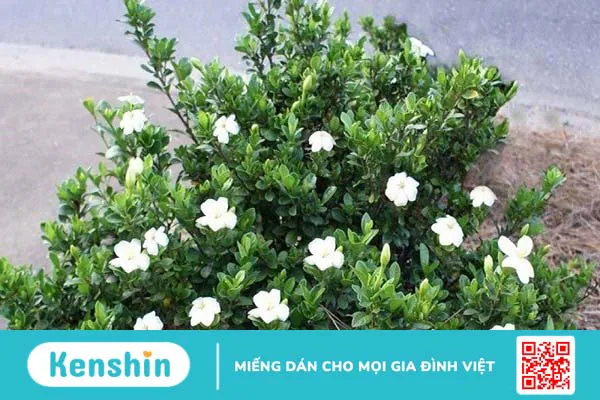 11 tác dụng của cây dành dành bạn không nên bỏ lỡ