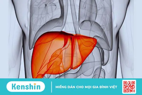 11 tác dụng của nấm lim xanh tốt cho sức khỏe và cách dùng an toàn