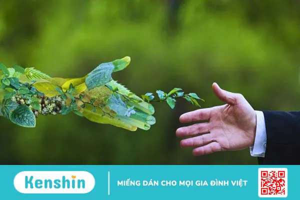 11 tác dụng của nấm lim xanh tốt cho sức khỏe và cách dùng an toàn