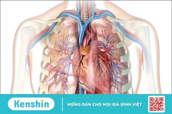 11 tác dụng của quả cơm cháy đối với sức khỏe bạn cần biết