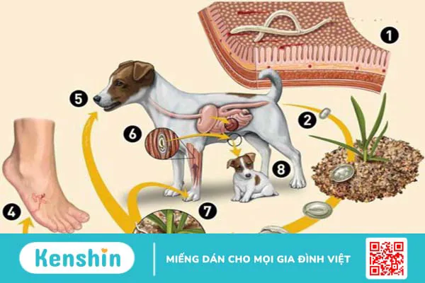 12 bệnh lây từ chó sang người bạn cần cẩn trọng, chú ý