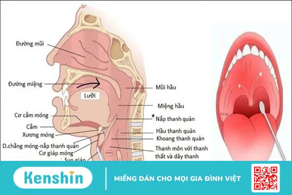 12 cách trị nấc cụt nhanh chóng, an toàn, hiệu quả bạn nên bỏ túi ngay