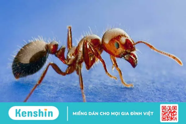 12 loại côn trùng gây bệnh có hại cho người và biện pháp phòng ngừa