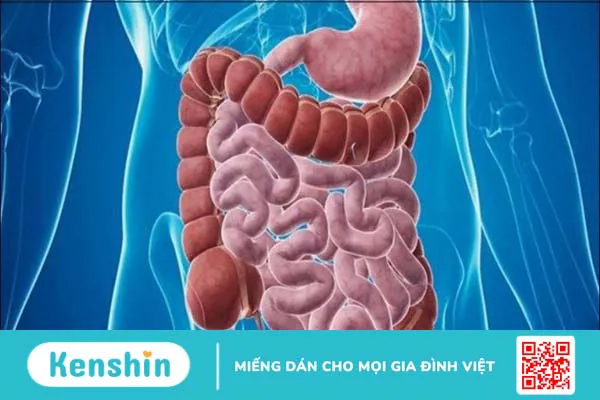 12 tác dụng của đông trùng hạ thảo ngâm mật ong, cách dùng và lưu ý