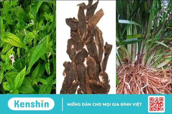 12 tác dụng của Xuyên tâm liên đối với sức khỏe bạn cần biết