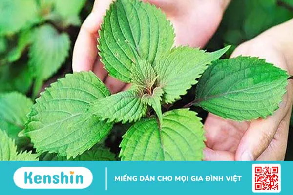 13 cách chữa viêm họng tại nhà từ những nguyên liệu dễ làm