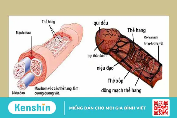 13 Sự thật về dương vật có thể bạn chưa biết