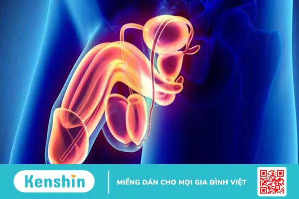 13 Sự thật về dương vật có thể bạn chưa biết