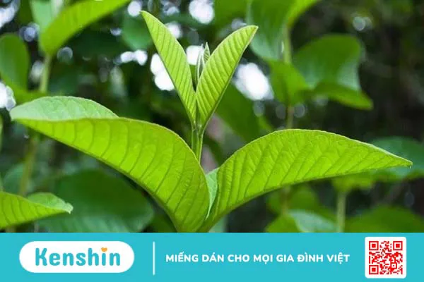 14 cách chữa viêm đại tràng tại nhà đơn giản, hiệu quả và an toàn