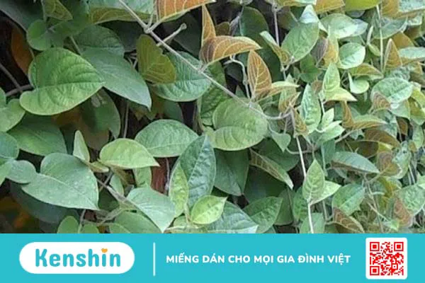 14 cách chữa viêm đại tràng tại nhà đơn giản, hiệu quả và an toàn