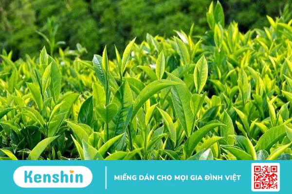 14 cách giảm tiết dầu ở mặt an toàn, hiệu quả bạn không nên bỏ qua