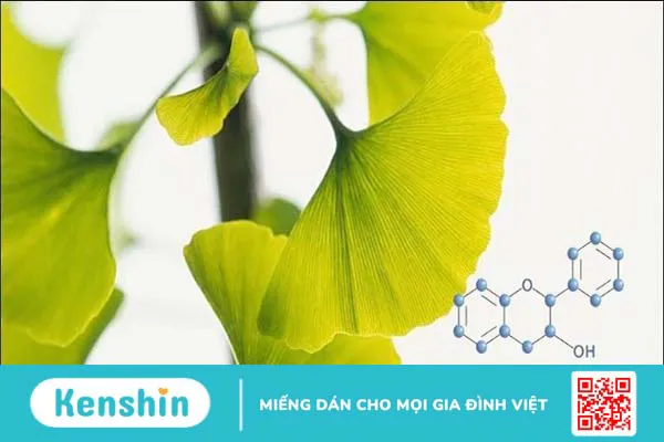 15 tác dụng của thuốc bổ não Ginkgo Biloba và những lưu ý khi sử dụng