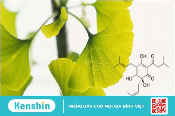 15 tác dụng của thuốc bổ não Ginkgo Biloba và những lưu ý khi sử dụng