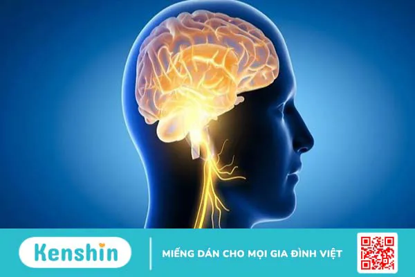 15 tác dụng của thuốc bổ não Ginkgo Biloba và những lưu ý khi sử dụng