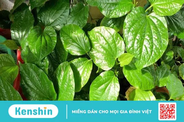 16 cách trị ghẻ ngứa tại nhà đơn giản, hiệu quả, an toàn